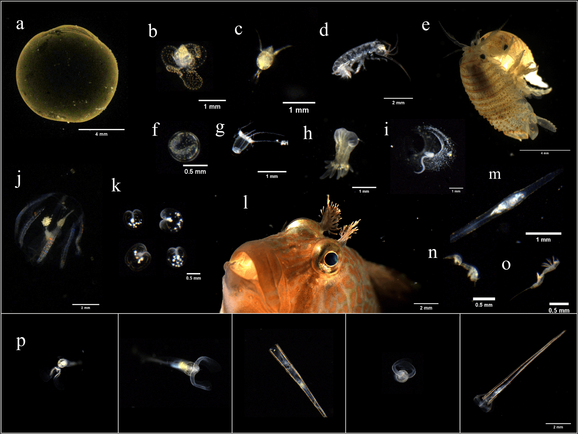 Development of a Buoy-Borne Underwater Imaging System for In Situ Mesoplankton Monitoring of Coastal Waters