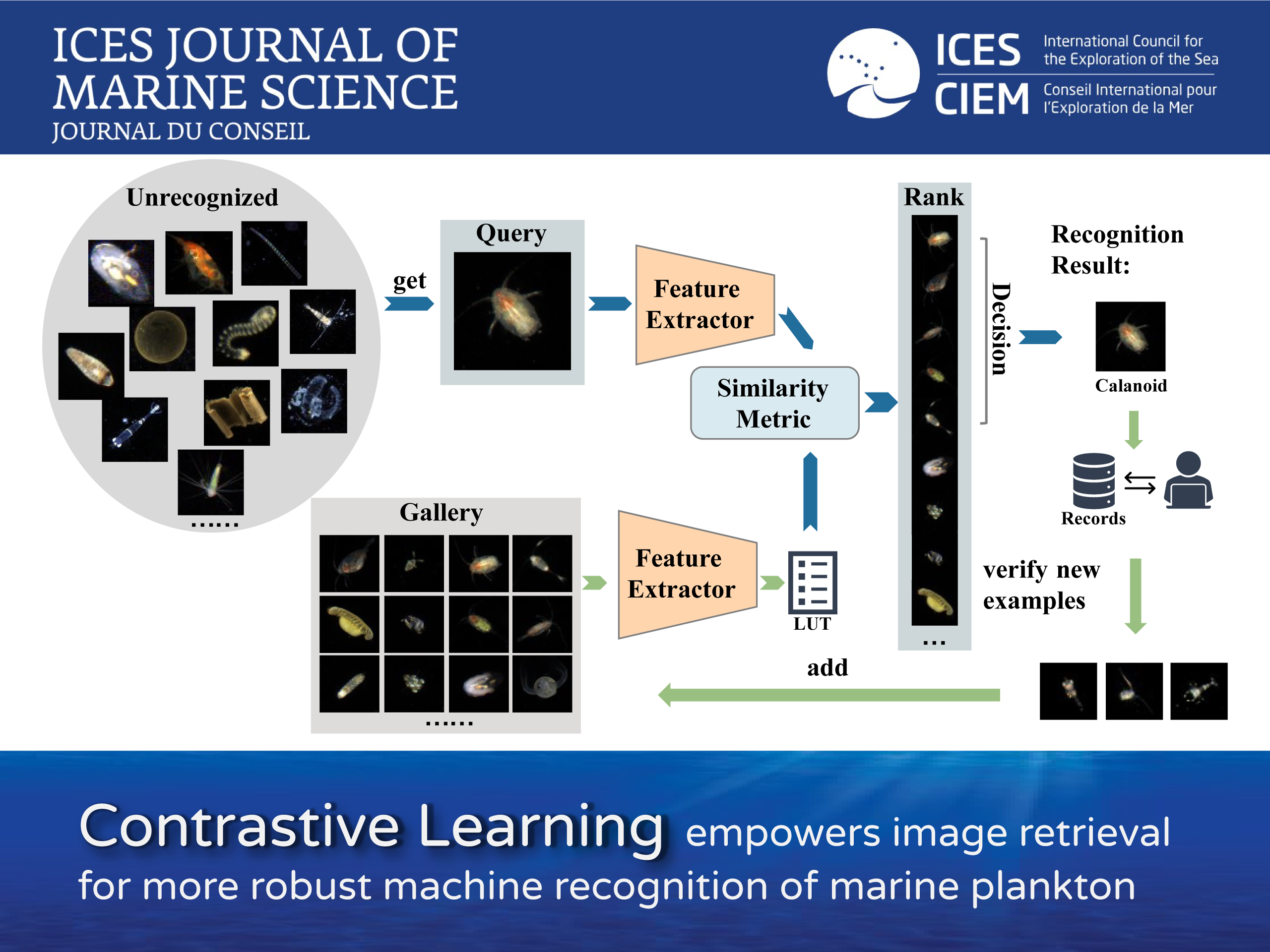 Contrastive learning-based image retrieval for automatic recognition of in situ marine plankton images